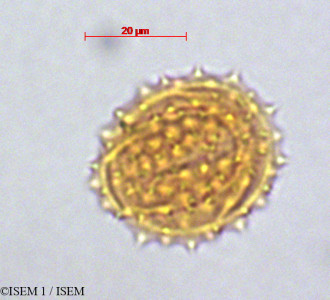 Werneria humilis - lame n° 29081